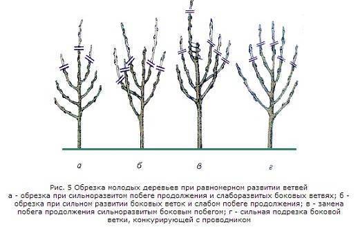 Обрезка колоновидной яблони схема