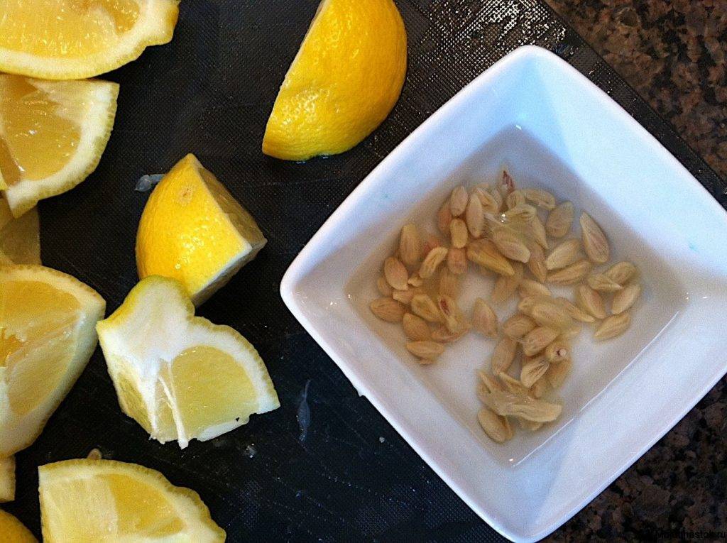 Лимон из косточек: посев, формирование, подкормки, борьба с вредителями