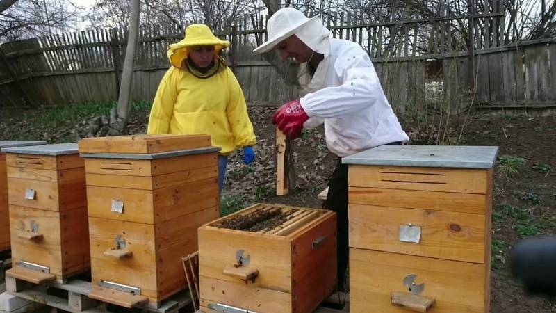 Объединение пчелосемей перед главным взятком (медосбором) летом. как объединить два роя