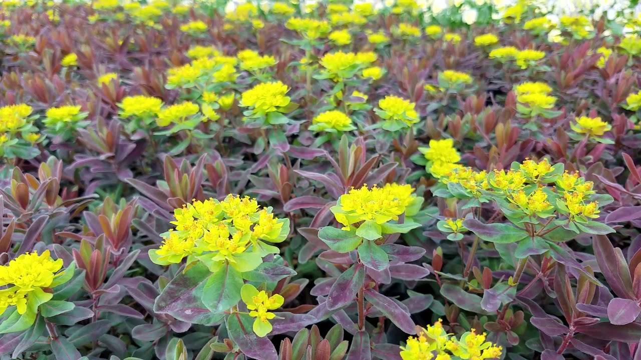 Молочай многоцветковый (Euphorbia polychroma)