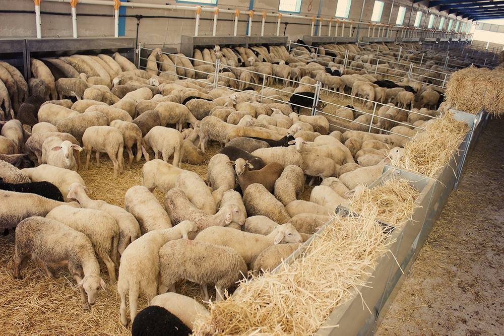 Выгодно ли держать овец в домашних условиях