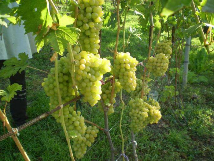 Виноград "благовест": описание сорта, фото, отзывы