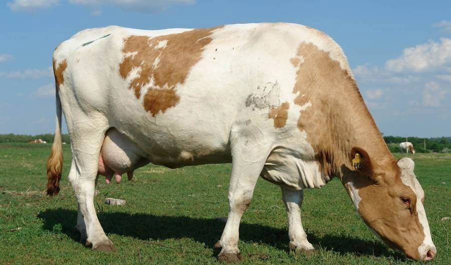 Симментальская породы коров: плюсы и минусы | плюсы и минусы