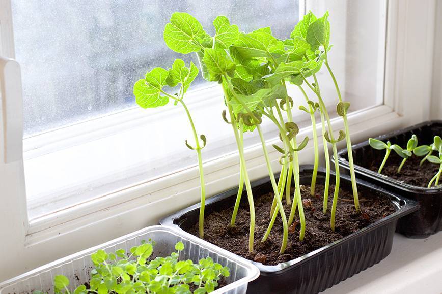 Как вырастить петрушку на подоконнике из семян или корня