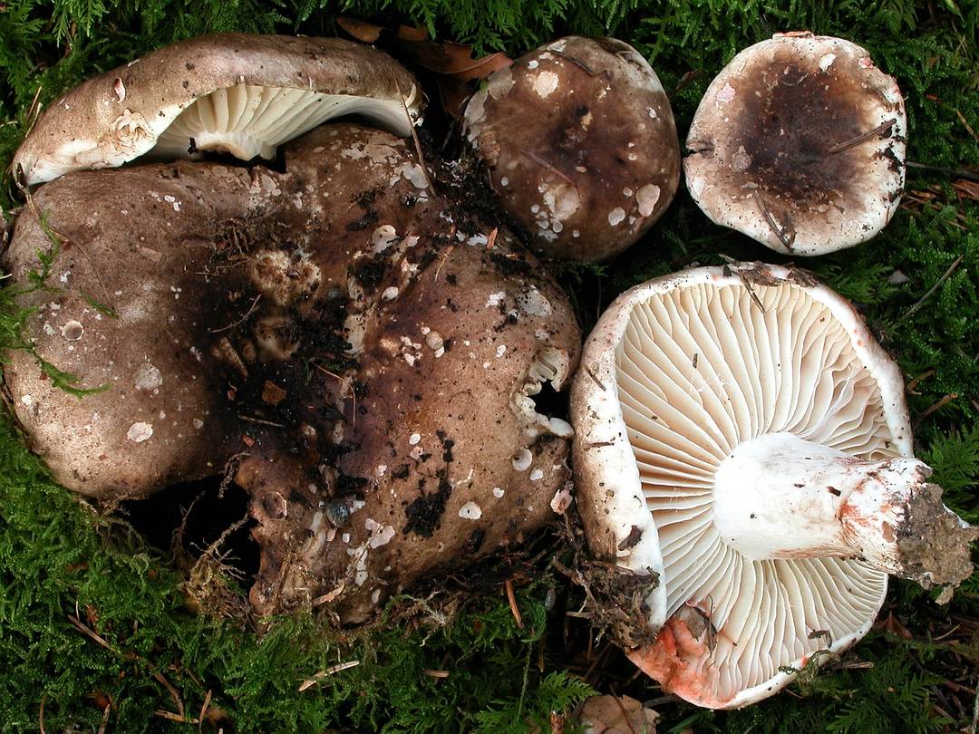Подгруздок чернеющий (russula nigricans): фото, описание и как готовить этот гриб