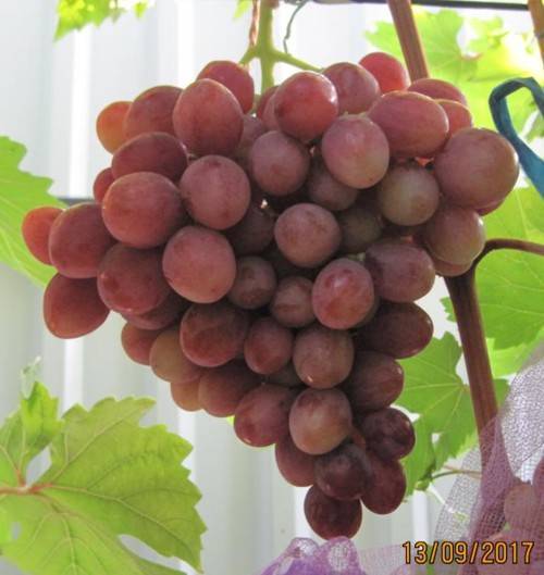 Описание сорта, отзывы и технология выращивания винограда дарья