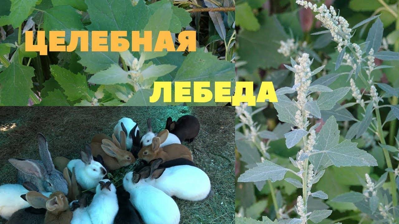 Какую траву можно давать кроликам картинки