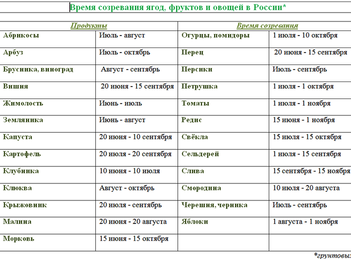 Груша - как выглядит дерево и корневая система, схема и описание