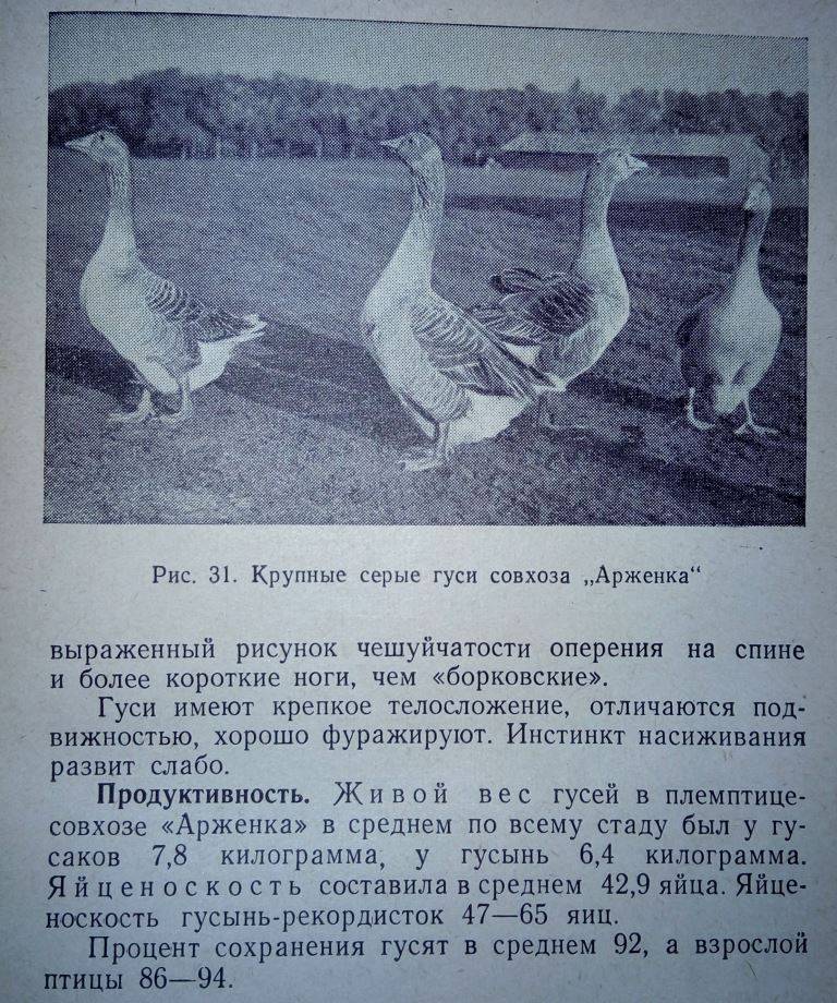 Губернаторские гуси: характеристика, описание породы, вес | птичник club