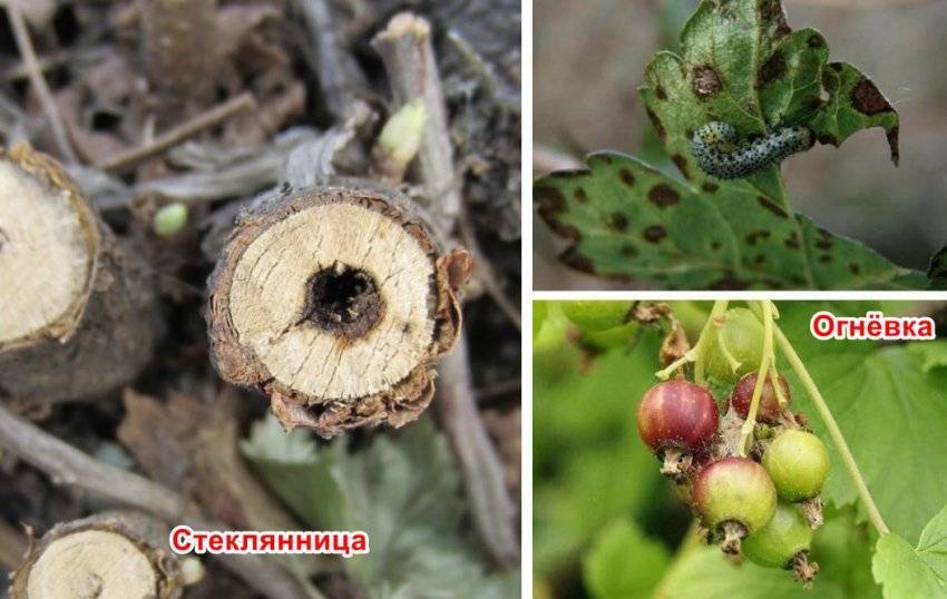 Стеклянница на смородине: меры борьбы и профилактики