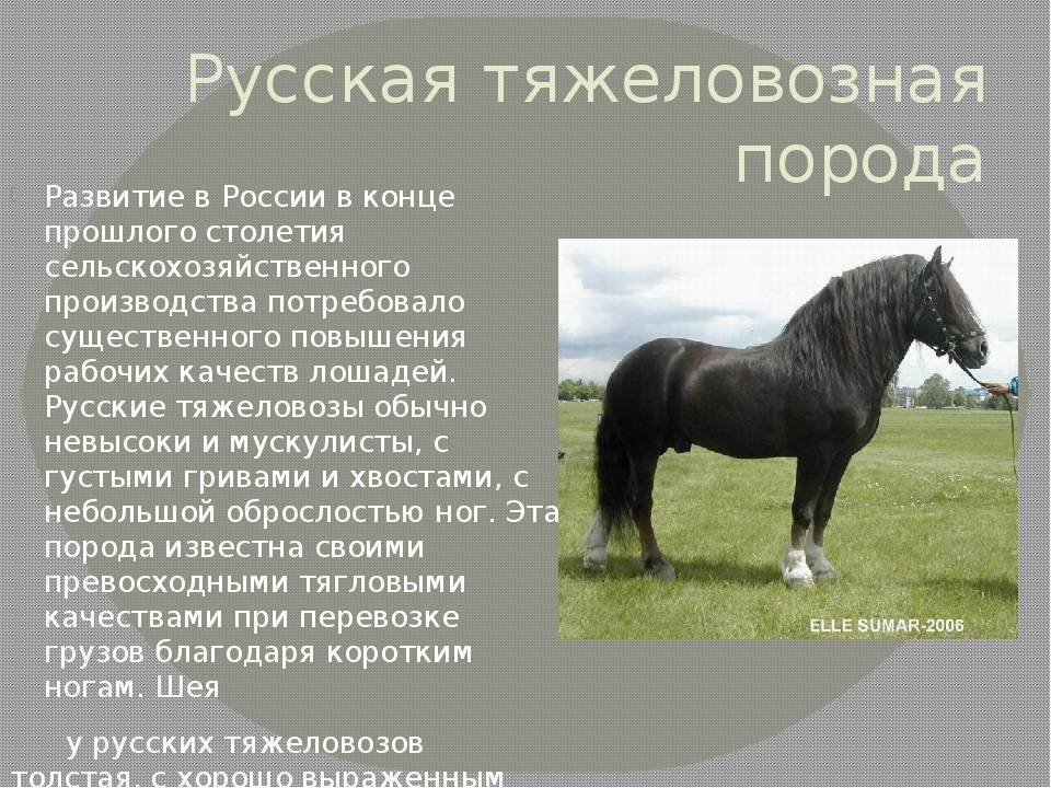 Порода фризская лошадь: внешний вид, характер и спортивные качества голландского фриз коня