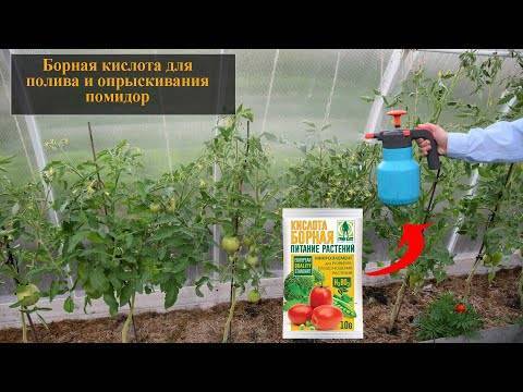 Борная кислота для помидоров: опрыскивание томатов, польза или вред + видео