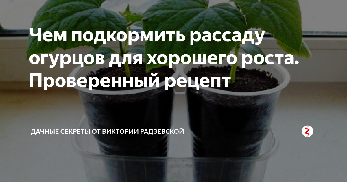 Подкормка рассады огурцов на подоконнике. Подкормить рассаду огурцов. Подкормк а россады огур. Удобрение для рассады огурцов на подоконнике. Чем поливать рассаду огурцов.