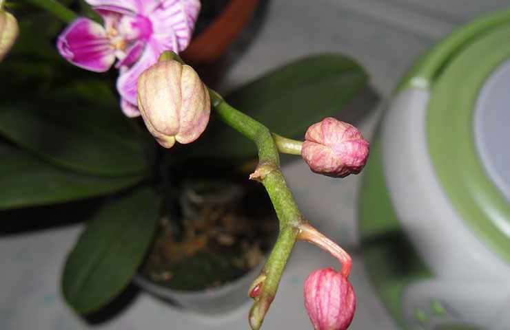 Что делать, если у орхидеи опали цветы или когда она сбросила все бутоны, нужно ли бороться дальше за её цветение?