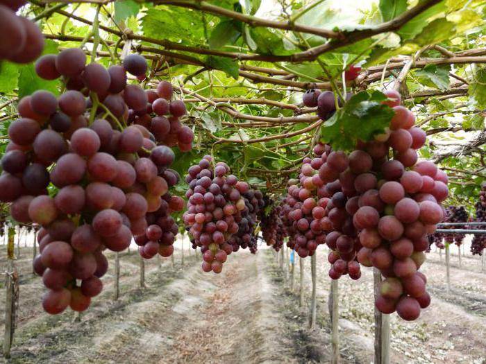 Виноград сенсация: характеристика, агротехника и отзывы о сорте