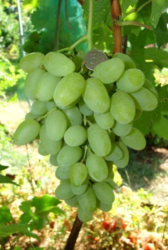 Виноград ландыш: характеристика и описание сорта, посадка и уход