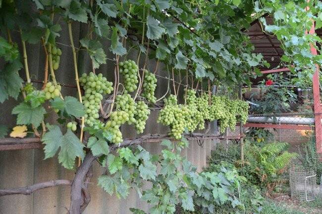 Сорта винограда для сурового климата: ранние, морозоустойчивые