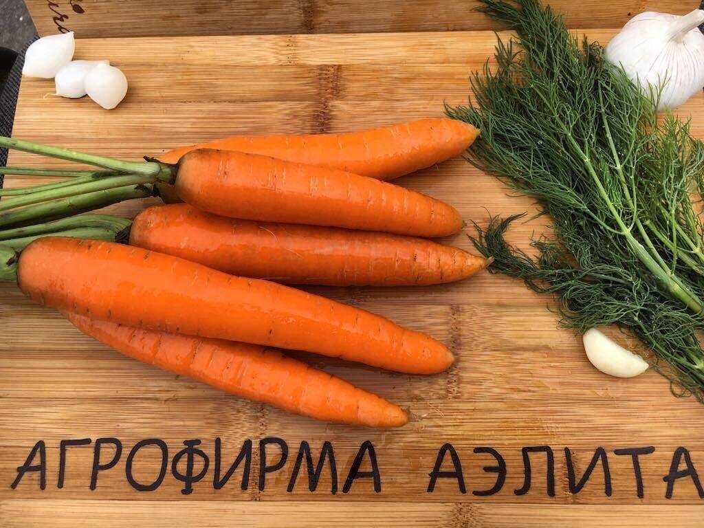Посадка моркови под зиму в октябре и ноябре 2021 года: сроки, благоприятные дни, лучшие сорта