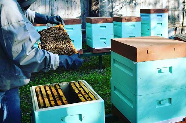 Ульи своими руками из пенополиуретанас помощью формы в домашних условиях, отзывы пчеловодов