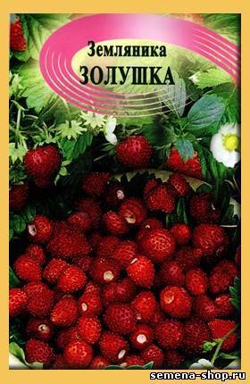 ✅ земляника золушка: выращивание, описание сорта, фото и отзывы - cvetochki-penza.ru