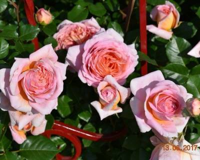Характеристики и описание розы сорта абрахам дерби, выращивание и уход