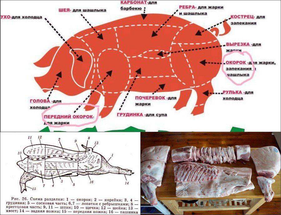 Изучаем строение тушки свиньи – что где находится?