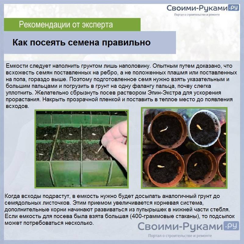 Рассада огурцов — 7 простых способов выращивания в домашних условиях