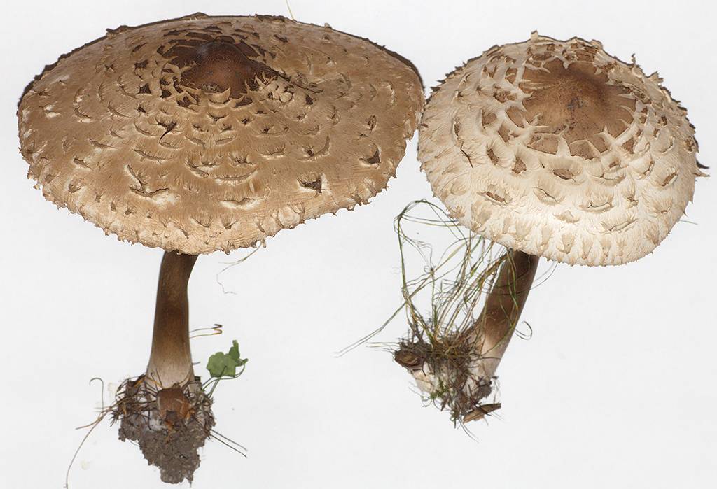 Курочки грибы или петушки: описание и фото, применение, места прорастания, рецепты в домашних условиях пошагово