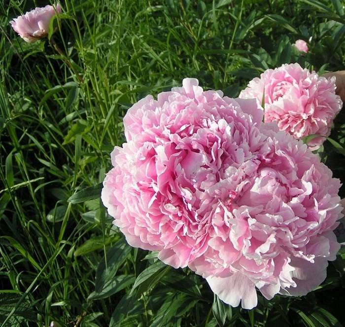 Пионы сара бернар (sarah bernhardt): фото с характеристиками и описаниями, подготовка и посадка саженцев, а также отзывы об уходе за сортом ред бернард