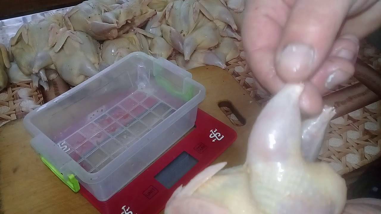 Забой перепелов на мясо в домашних условиях: инструкция