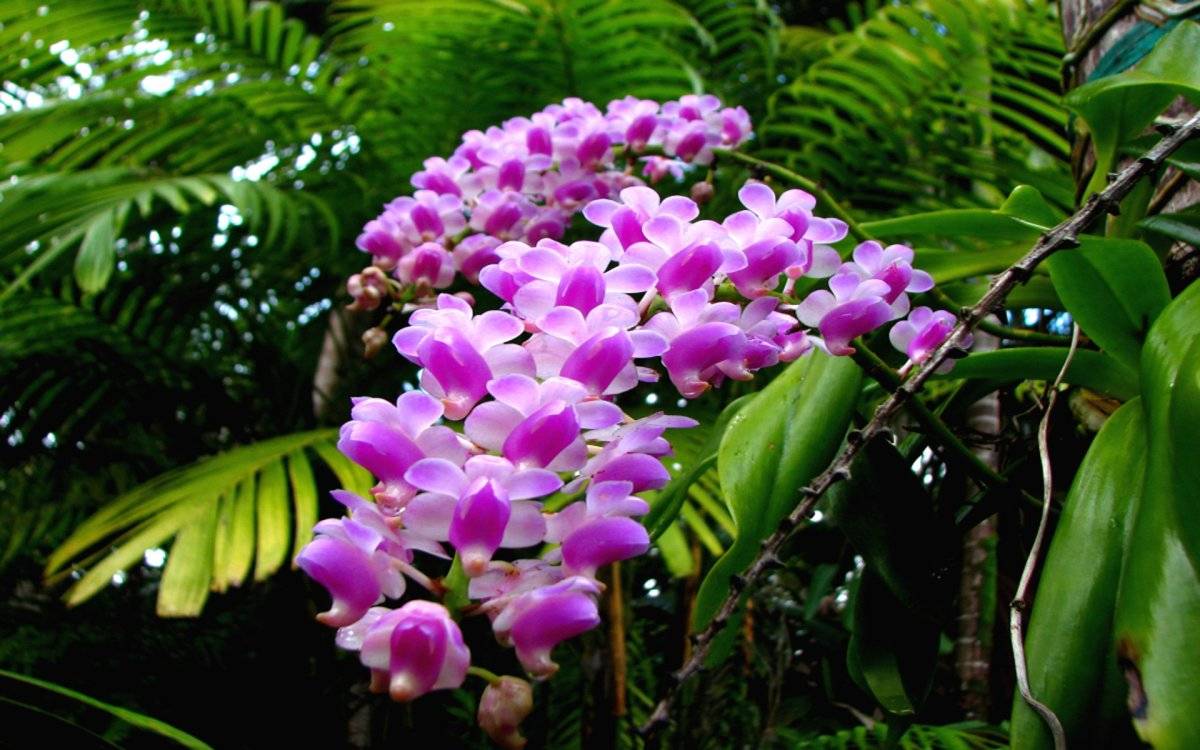 Растения экваториального леса