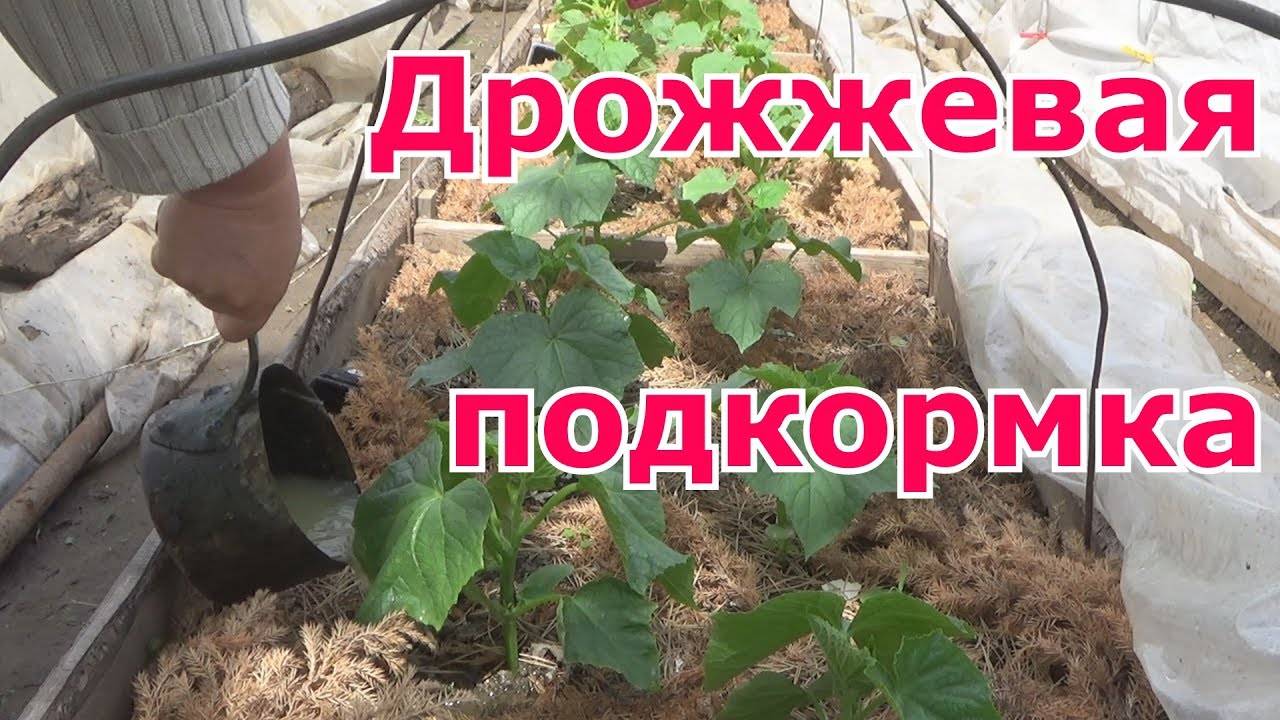 Подкормка томатов дрожжами: можно ли и как сделать подкормку