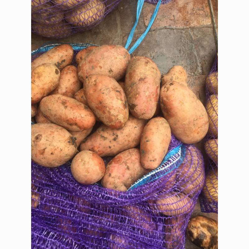 Картофель «рокко», описание сорта, фото