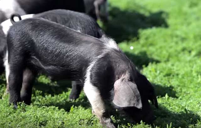 Почему поросята плохо едят и плохо растут: как исправить, как заставить свиней есть