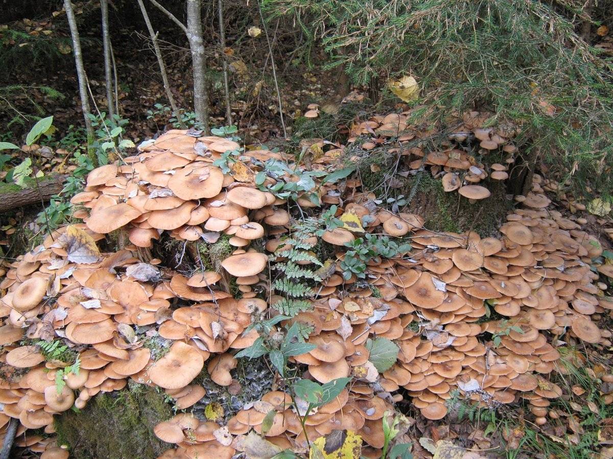 Съедобные грибы в подмосковье: какие растут и где их собирать- фото и описание +видео