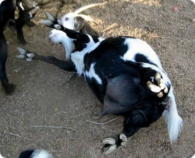 Почему козы падают в обморок и каким породам это свойственно
