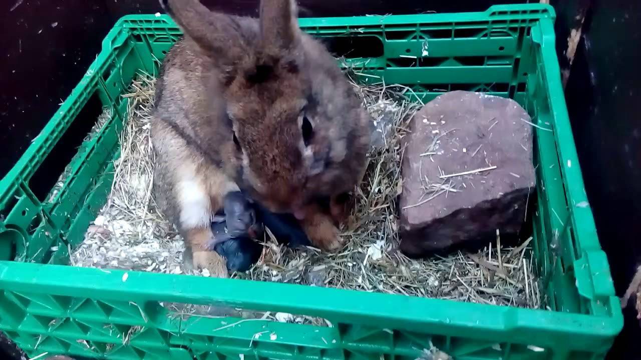 Почему крольчиха не хочет делать гнездо
