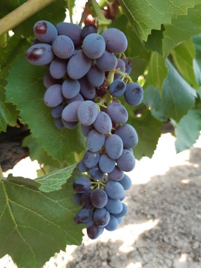 Виноград юпитер: описание и характеристика плодового кишмиша, технология выращивания и размножения, отзывы