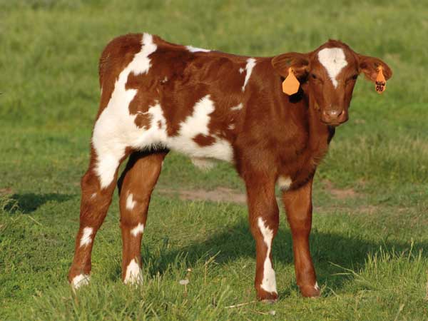 Имена коров: самые популярные клички для телок и быков