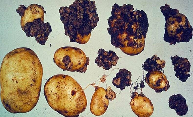 Определение и лечение рака картофеля