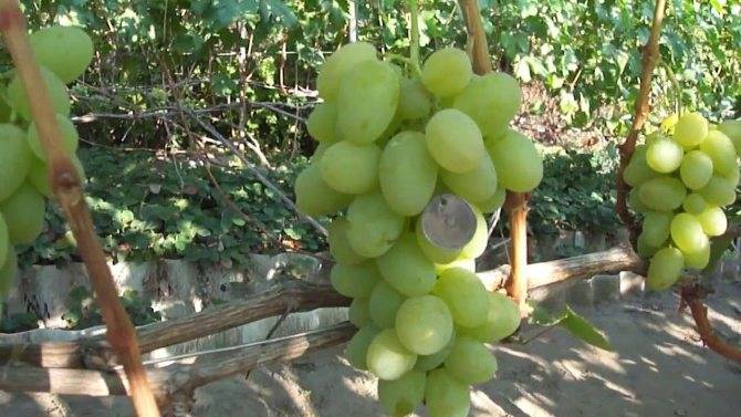 Богатяновский — виноград