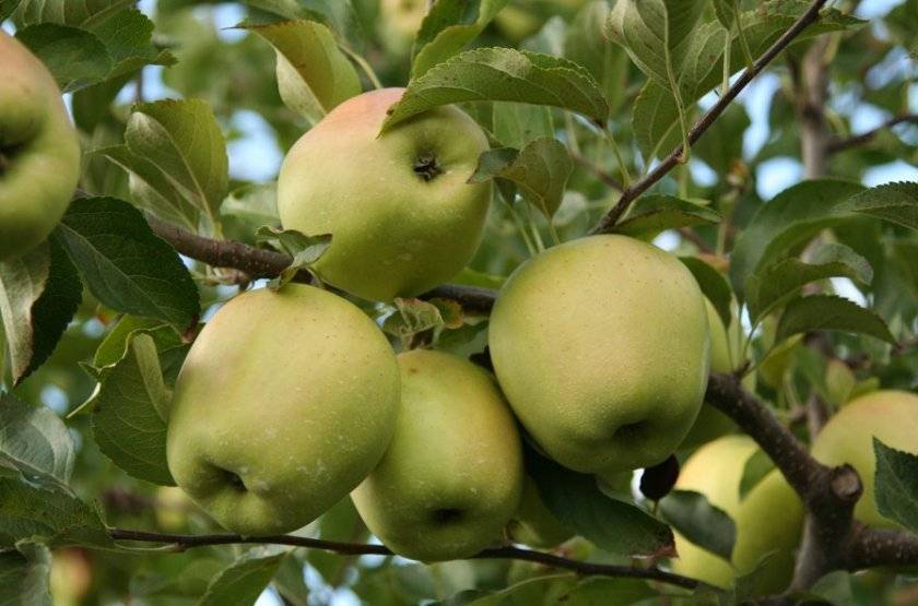 Яблоки голден делишес: описание сорта яблони, отзывы, фото