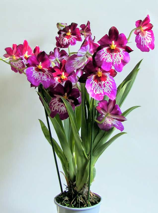Виды орхидей - 165 фото орхидей с названиями и видео инструкция по выращиванию комнатных и садовых орхидей