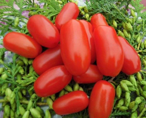 Описание, характеристика, посев на рассаду, подкормка, урожайность, фото, видео и самые распространенные болезни томатов сорта «чибис».