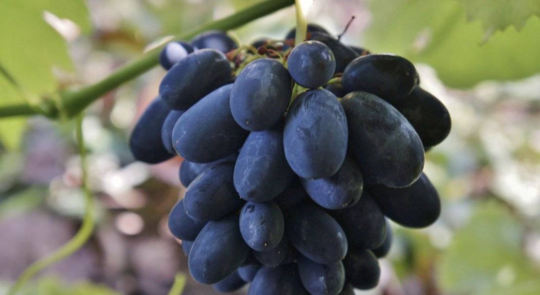Виноград кодрянка: описание сорта, особенности посадки и выращивания