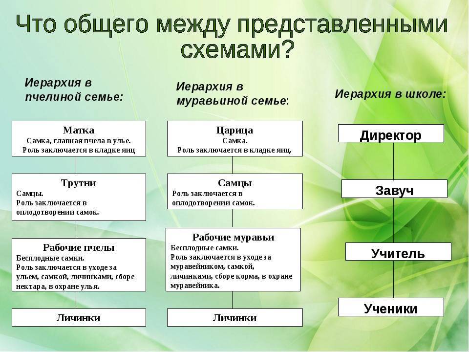 Состав и обязанности пчелиной семьи - пчеловодство — опасеке