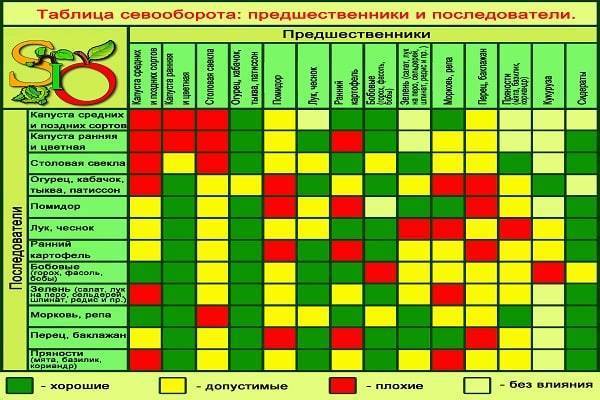 Что можно посадить на грядке после уборки озимого чеснока