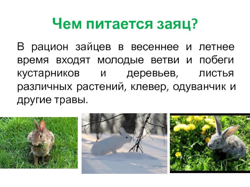 Где живут зайцы и чем питаются? виды зайцев :: syl.ru