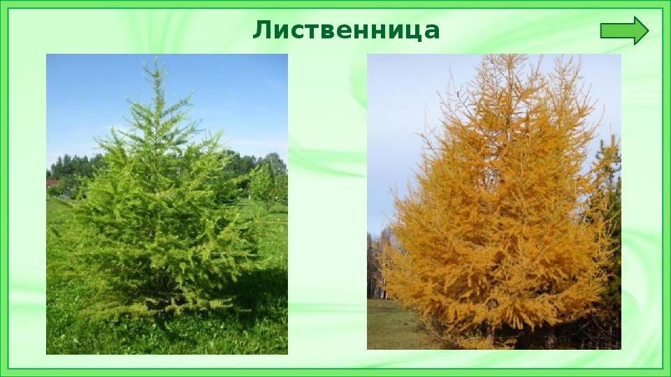 Картинка лиственница дерево для детей