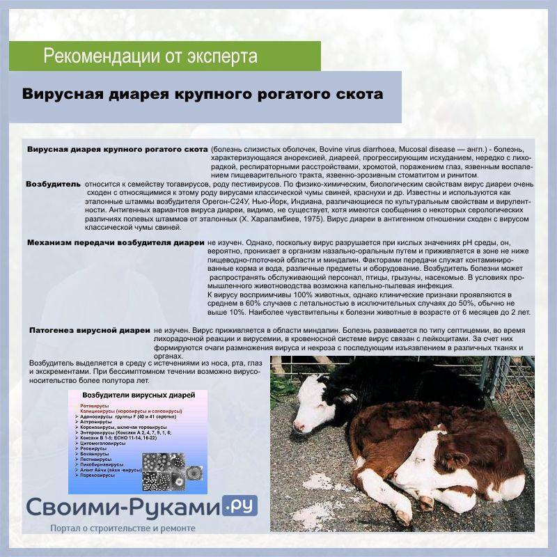 Болезни у коров: болезни молодняка крс, их симптомы и лечение